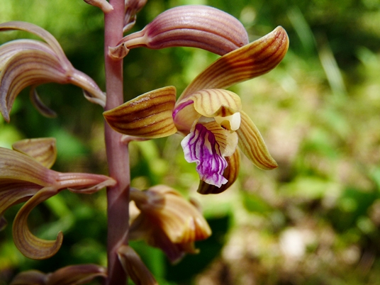 {Hexalectris spicata}